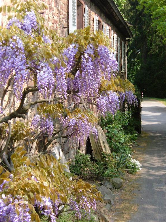 Hotel Fuchs'Sche Muehle Weinheim Esterno foto